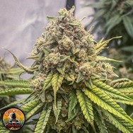 Conscious Genetics Blue Kachina