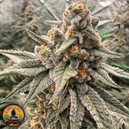 Conscious Genetics Orange Runtz Cake