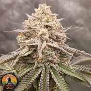 Conscious Genetics Orange Runtz Cake 2.0