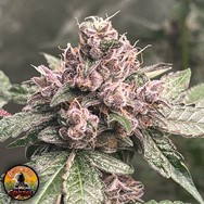 Conscious Genetics Pink Mintz