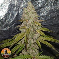 Conscious Genetics Pink Waferz