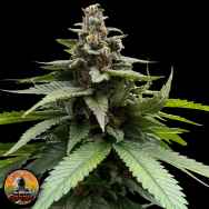 Conscious Genetics Red Halo