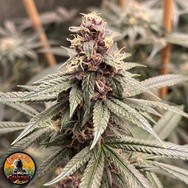 Conscious Genetics Red Kachina