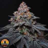Conscious Genetics Red Kachina 3.0