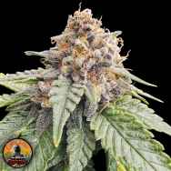 Conscious Genetics Red Lotus