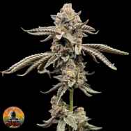 Conscious Genetics Red Opal