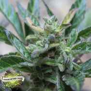 Cream of the Crop Seeds Robocrop x Blueberry AUTO