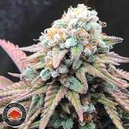 Critical Mass Collective Alien Masster Kush