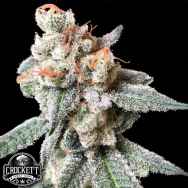 Crockett Family Farms Seeds BT-7