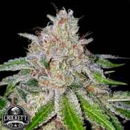 Crockett Family Farms Seeds Cherry 18