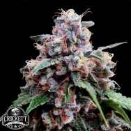 Crockett Family Farms Seeds Lemon 18