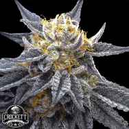 Crockett Family Farms Seeds SSOG