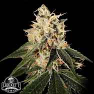 Crockett Family Farms Seeds Sour Juice