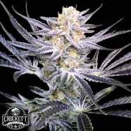 Crockett Family Farms Seeds Strawberry Fields