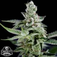 Crockett Family Farms Seeds Crocketts Haze