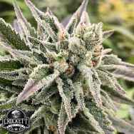 Crockett Family Farms Seeds Auto Guav