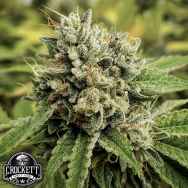 Crockett Family Farms Seeds Camarosa