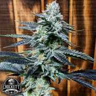 Crockett Family Farms Seeds Crocketts Auto Dog