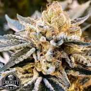 Crockett Family Farms Seeds Fuel Truck Auto