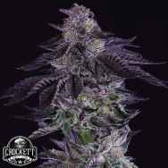 Crockett Family Farms Seeds Grape-X