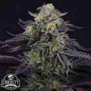 Crockett Family Farms Seeds Icee Melt