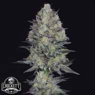 Crockett Family Farms Seeds LA Juice