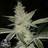 Crockett Family Farms Seeds Strawberry Daze