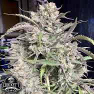 Crockett Family Farms Seeds Strawnana Auto