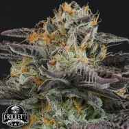 Crockett Family Farms Seeds Strawnana Dulce