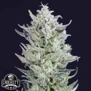 Crockett Family Farms Seeds Tri-Berry