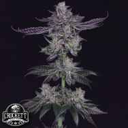 Crockett Family Farms Seeds Banana Fudge Pop