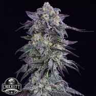 Crockett Family Farms Seeds Grape Godalope