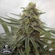 Crockett Family Farms Seeds Juicy Dreams