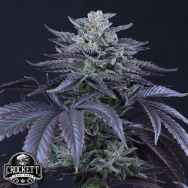 Crockett Family Farms Seeds Loco Berry