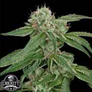 Crockett Family Farms Seeds Crocketts Confidential