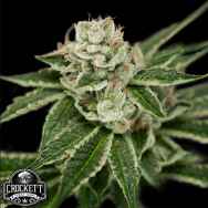 Crockett Family Farms Seeds Crocketts Dawg