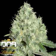 DNA Genetics Seeds Limited Collection 91 Krypt