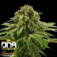 DNA Genetics Seeds Limited Collection Grape LA