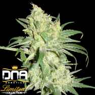 DNA Genetics Seeds Limited Collection Hitman OG