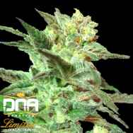 DNA Genetics Seeds Limited Collection Honey BooBoo