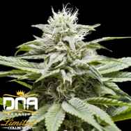 DNA Genetics Seeds Limited Collection Island