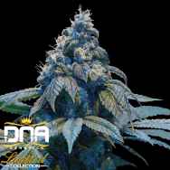 DNA Genetics Seeds Limited Collection Kush Dream