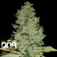 DNA Genetics Seeds Limited Collection OG Grape Krypt