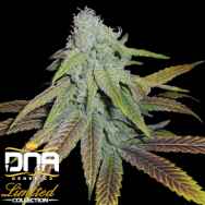 DNA Genetics Seeds Limited Collection P.C.K