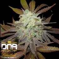 DNA Genetics Seeds Limited Collection Purple LA