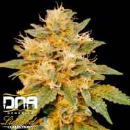 DNA Genetics Seeds Limited Collection SnowLand-Snowcap x LA