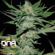 DNA Genetics Seeds Limited Collection Sour Krypt