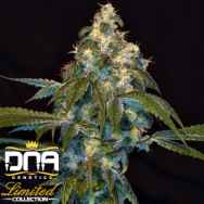 DNA Genetics Seeds Limited Collection Super Lemon OG