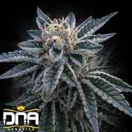 DNA Genetics Seeds 3Peat