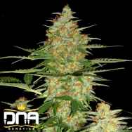 DNA Genetics Seeds 60 Day Wonder AUTOMATIC